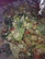 Latin Salad with Chipotle Dressing